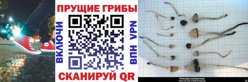 omg зеркало  купить закладку  Починок  Галлюциногенные грибы прущие грибы 